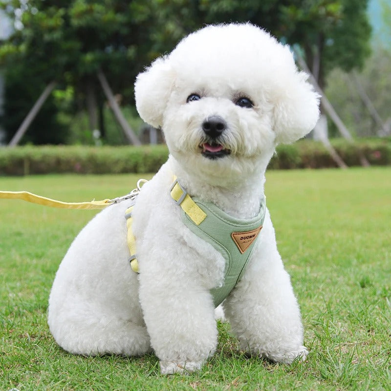 harnais-pour-chien-vert-caniche
