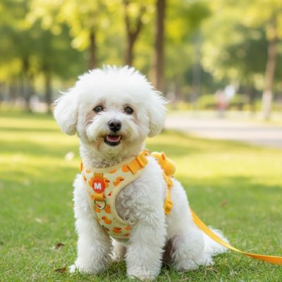 harnais pour petit chien jaune motif canard porté par caniche  