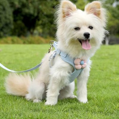 harnais-pour-petit-chien-bleu-design-elegan-fleur-petit-chien-mignon