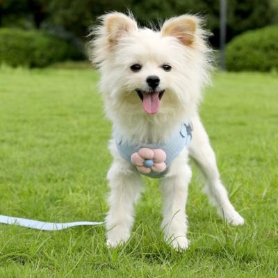 harnais-pour-petit-chien-bleu-design-elegan-floral-petit-chien-mignon