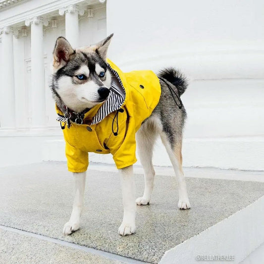impermeable-chien-jaune-avec-capuche-race-husky-texjacob