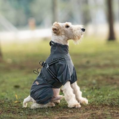 Imperméable pour chien​ chien assis en balade forêt 