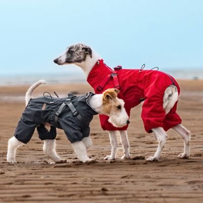 Imperméable pour chien​ deux chien en balade plage