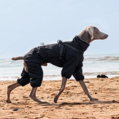 Imperméable pour chien​ lévrier en balade plage