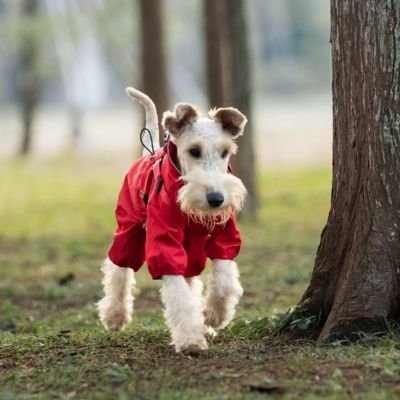 Imperméable pour chien​ sur chien balade  en forêt
