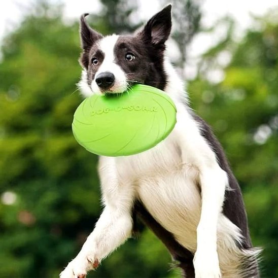 Jouet pour chien disque volant coloris vert PupDisk