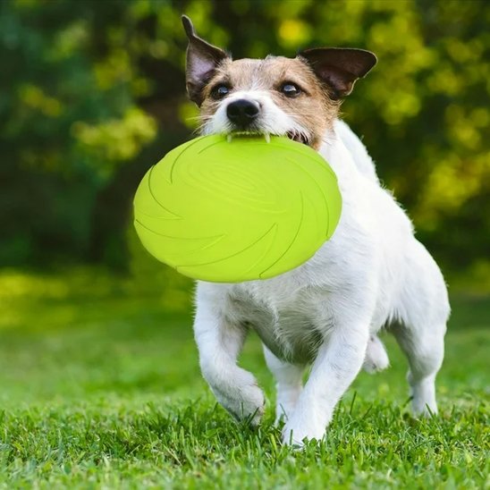 Jouet pour chien disque volant vert PupDisk