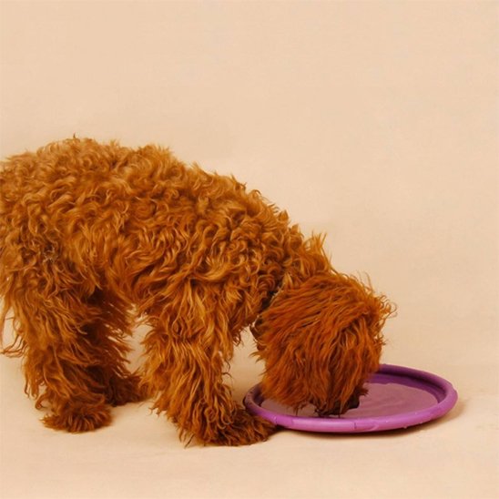 Jouet pour chien disque volant violet PupDisk