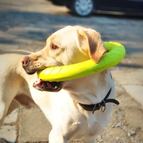 Jouet pour chien RingoDog jaune jeux extérieur 