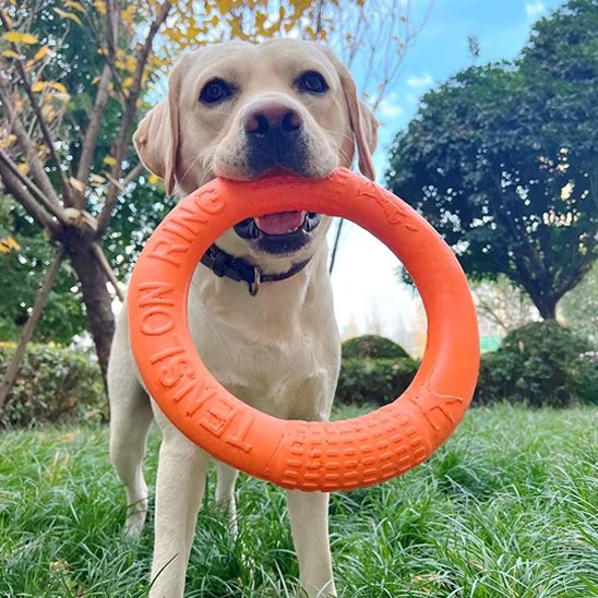 Jouet pour chien RingoDog orange forme annulaire
