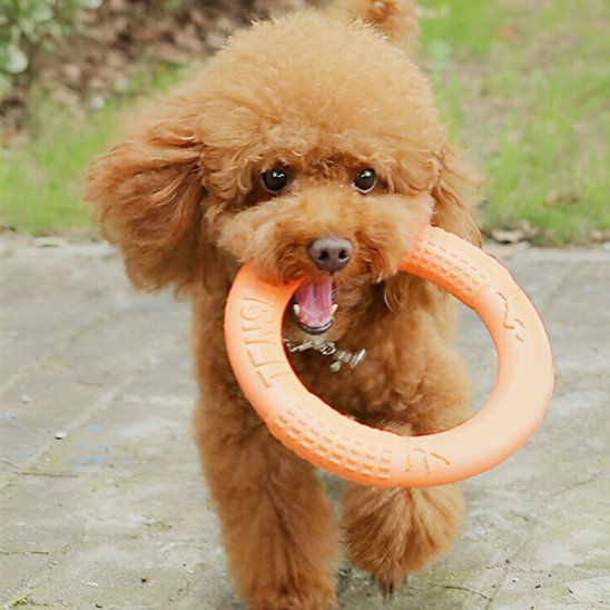 Jouet pour chien RingoDog orange matériau flottant