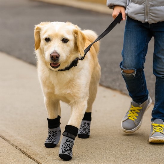 Labrador avec Chaussette pour chien élégante motif léopard 