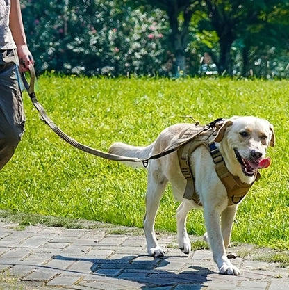 laisse-anti-traction-promenade