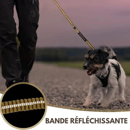 laisse-anti-traction-reflechissante