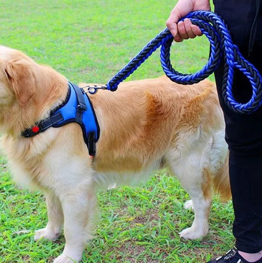 laisse-chien-corde-bleue