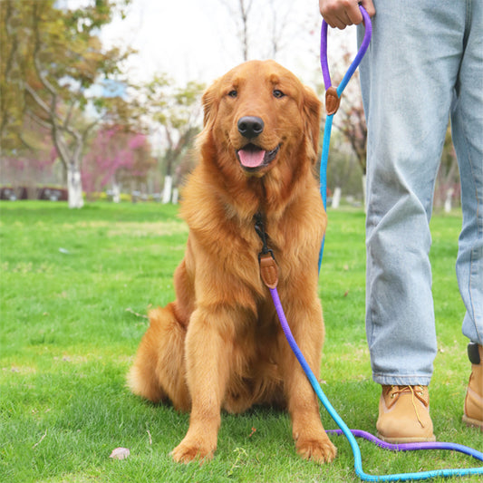 laisse-chien-kit-harnais-laisse-harnais-confortable-et-resistant-flashdog