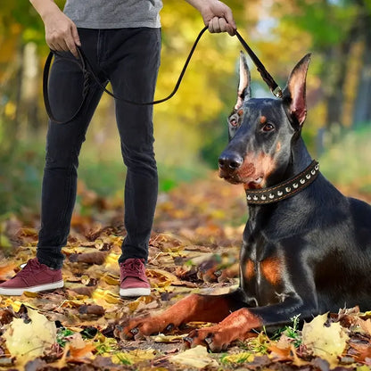 laisse-chien-noir-cuire