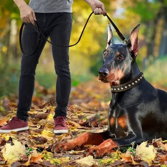 laisse-chien-noire-cuire-veritable-Lux&Cuir