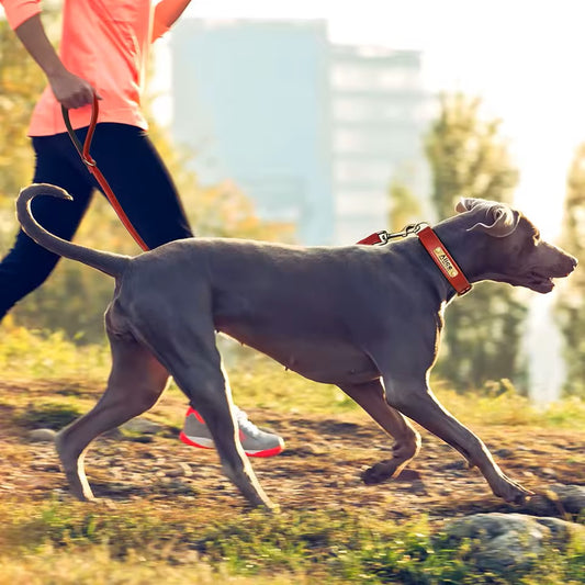 laisse-chien-securite-et-design-cuir-chicleash
