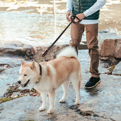 laisse-chien