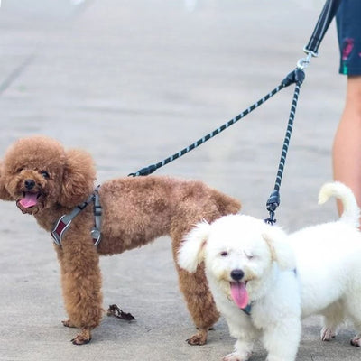 laisse-double-chien-noire-bichons