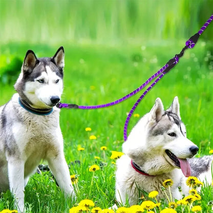 laisse-double-chien-reflechissante-violette