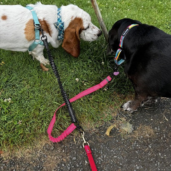 laisse-double-pour-chien-extensible-anti-anchevetrement-noire-violette-distingo