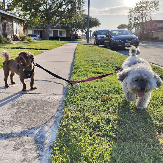 laisse-double-pour-chien-noire-violette-adaptable-anti-enchevetrement-distingo