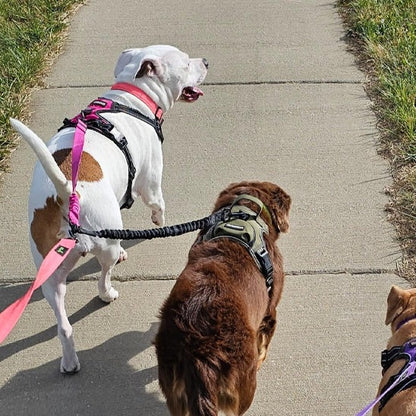 laisse-double-pour-chien-noire-violette-anti-enchevetrement-distingo