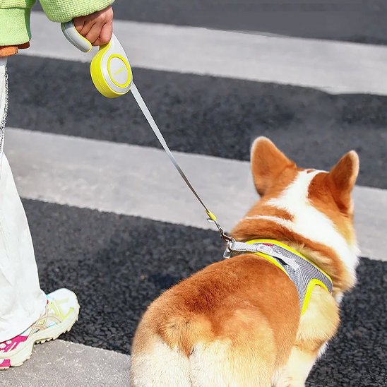 Laisse enrouleur jaune avec chien tenue en laisse vu de dos 