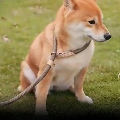 laisse-lasso-details-robuste-anti-derapante-strongleash