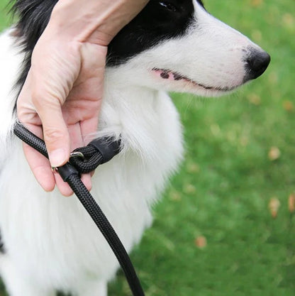 laisse-lasso-noire-boucle-securisee-corde-robuste-buckleash