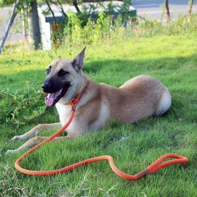 laisse-lasso-orange-couleur-brillante-luckyleash