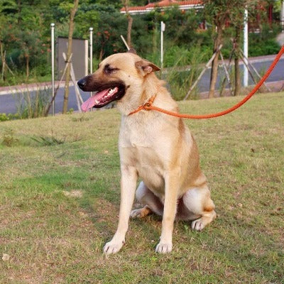 laisse-lasso-orange-resistante-luckyleash