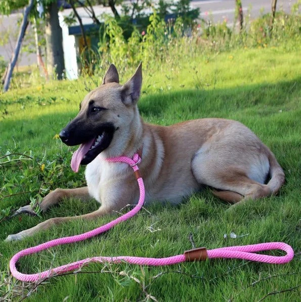 laisse-lasso-rose-couleur-design-luckyleash