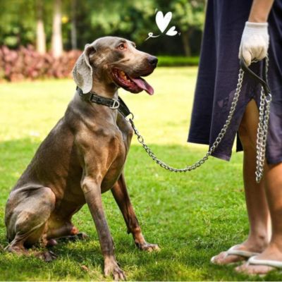laisse-pour-chien-chaine-anti-morsure-chaines-metaldog