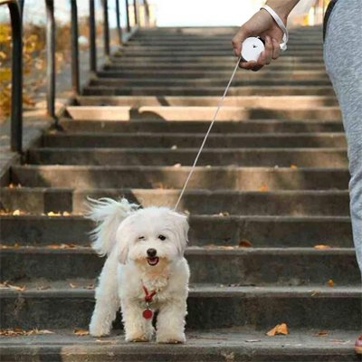 Laisse pour chien enrouleur blanche et bichon tenu en laisse PetStop