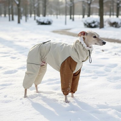 lévrier avec Manteau Imperméable pour chien​ dans neige