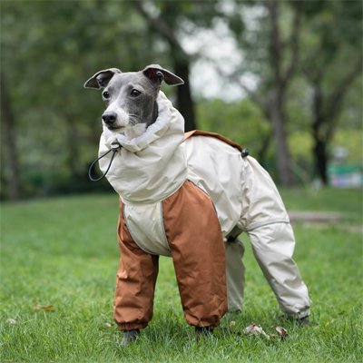 Lévrier avec Manteau Imperméable pour chien​ dans parc