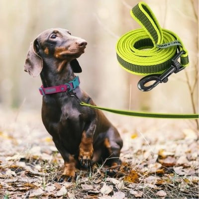 longe-chien-jaune-noire-chien-libre-trainingmouv