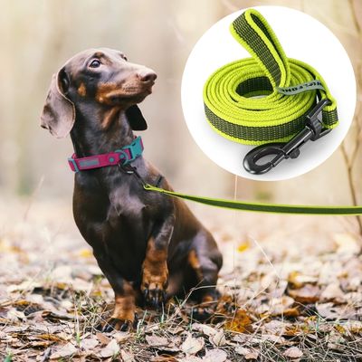 longe-chien-jaune-noire
