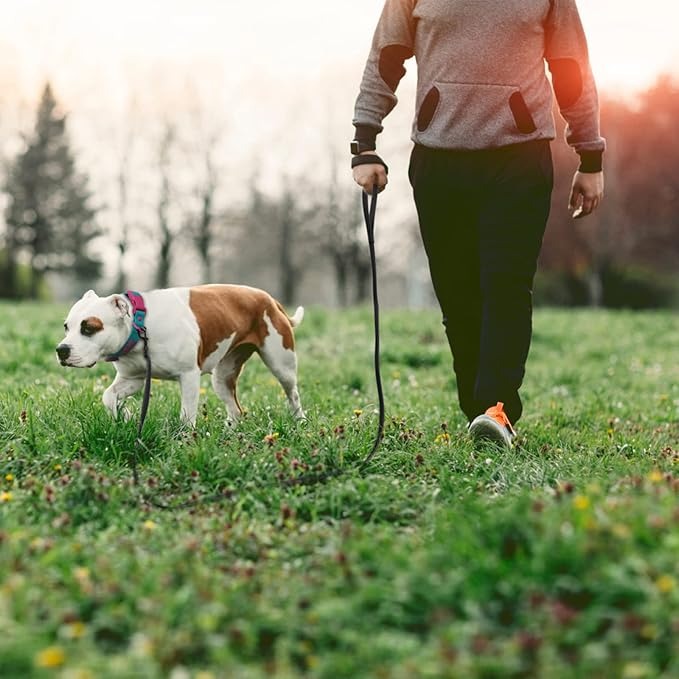 longe-chien-noire-marche-foret-multi-usages-education-trainingmouv