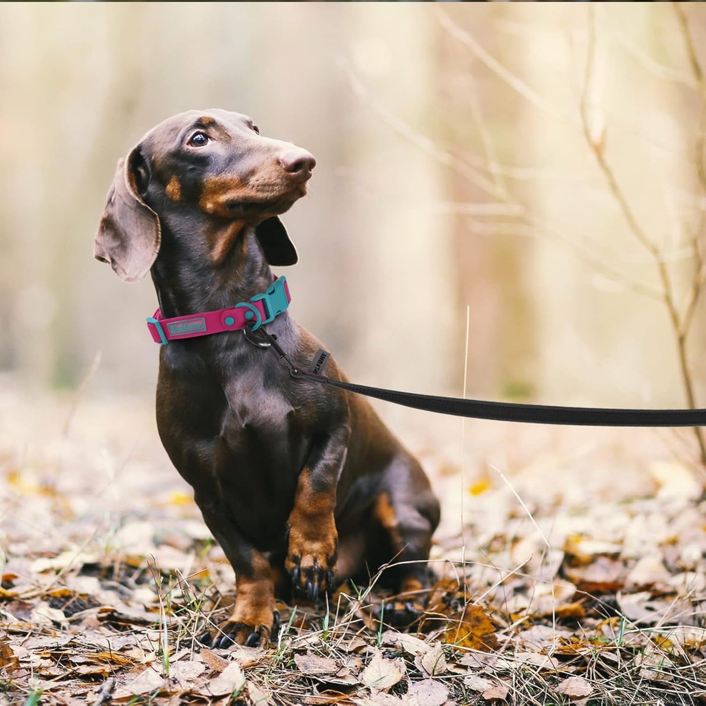 onge-chien-noire-petit-chien-foret-multi-usages-education-trainingmouv