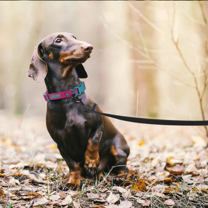 onge-chien-noire-petit-chien-foret-multi-usages-education-trainingmouv