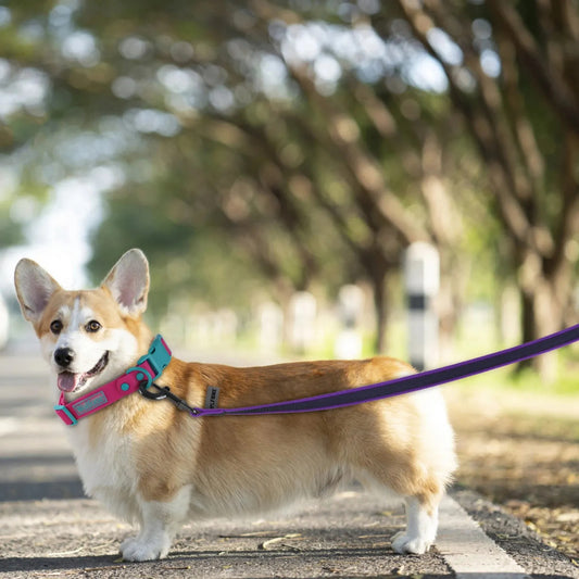 longe-chien-noire-violette-souple-facile-enroulement-trainingmouv