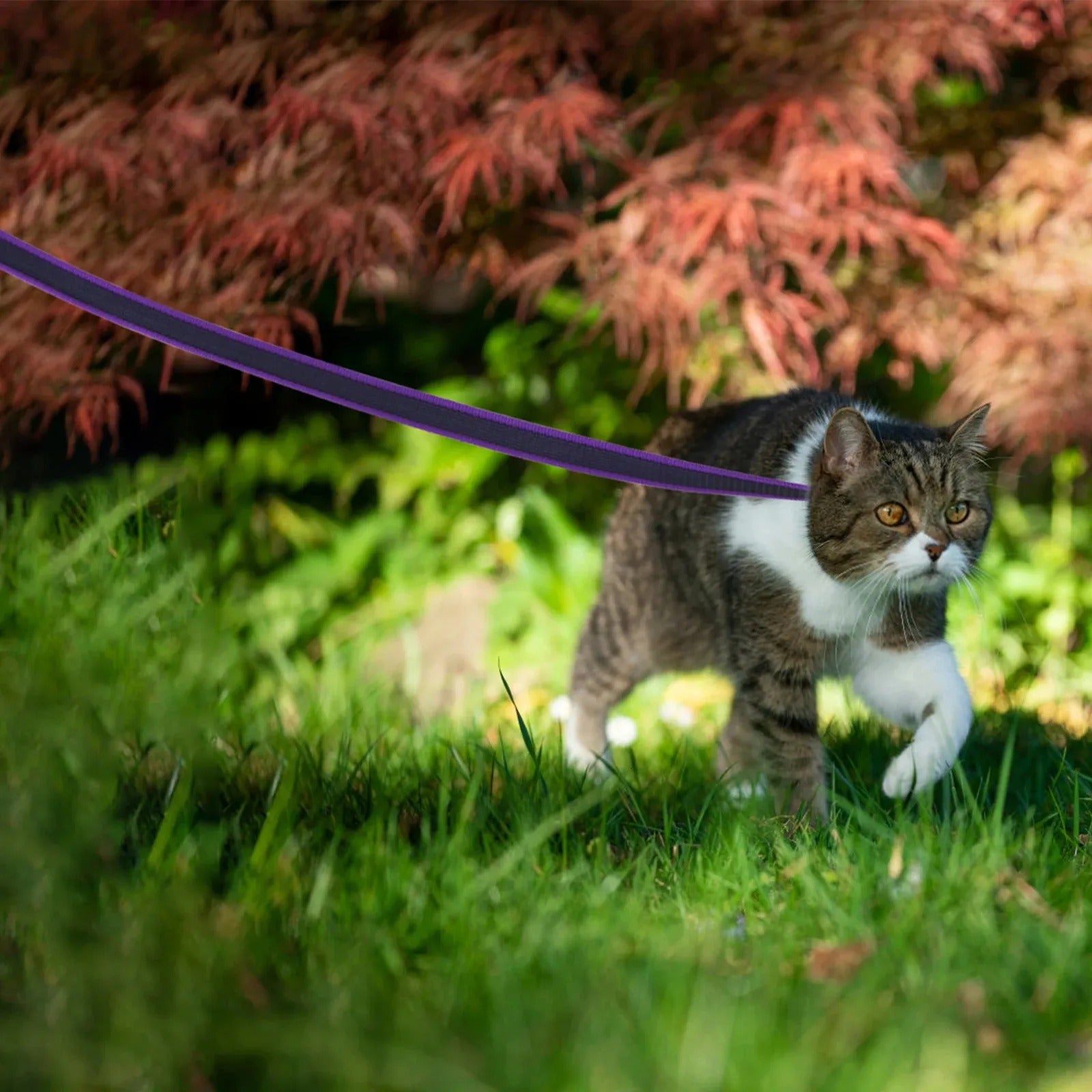longe-chien-violette-chat