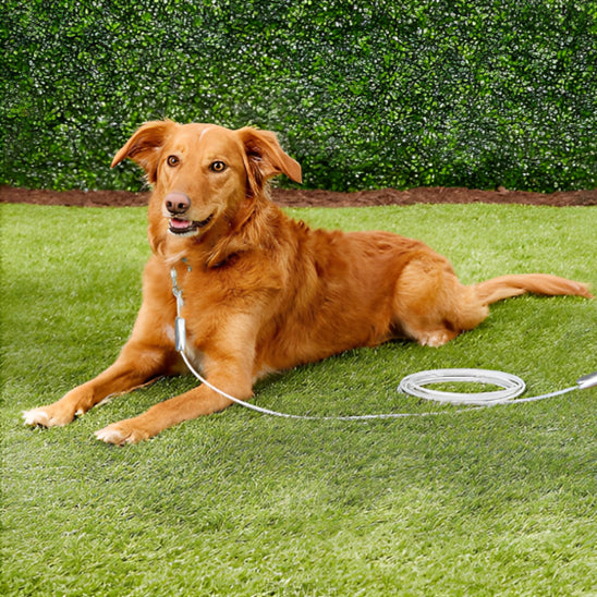longe-pour-chien-cable-securite