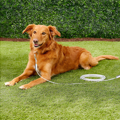 longe-pour-chien-cable-securite