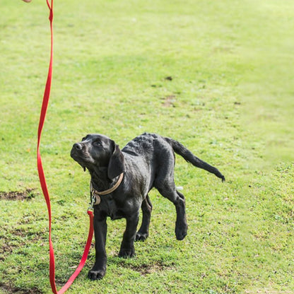 longe-pour-chien-rouge-labrador-noir-libre-bivouakproof