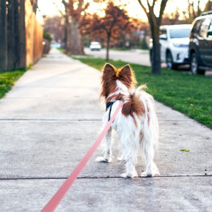 Longe pour Chien | EasyRunning™